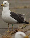 juvenile LBBG in October, ringed in Norway. (131273 bytes)